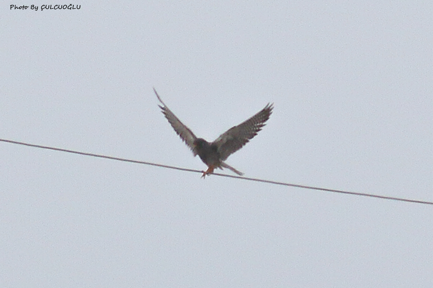 Red-footed Falcon